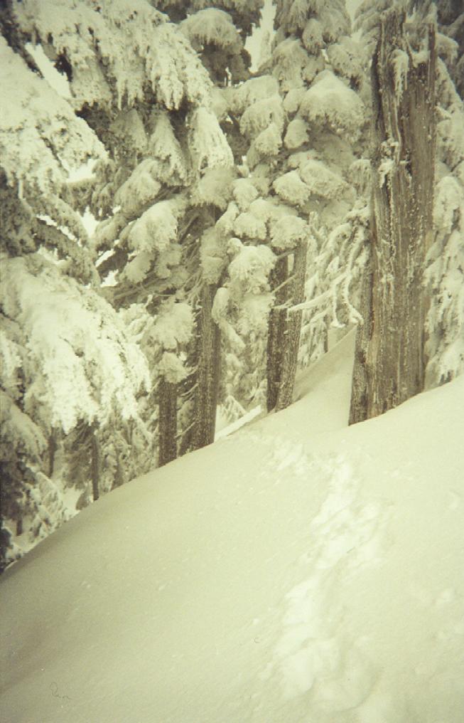 Quiet Powder Trees