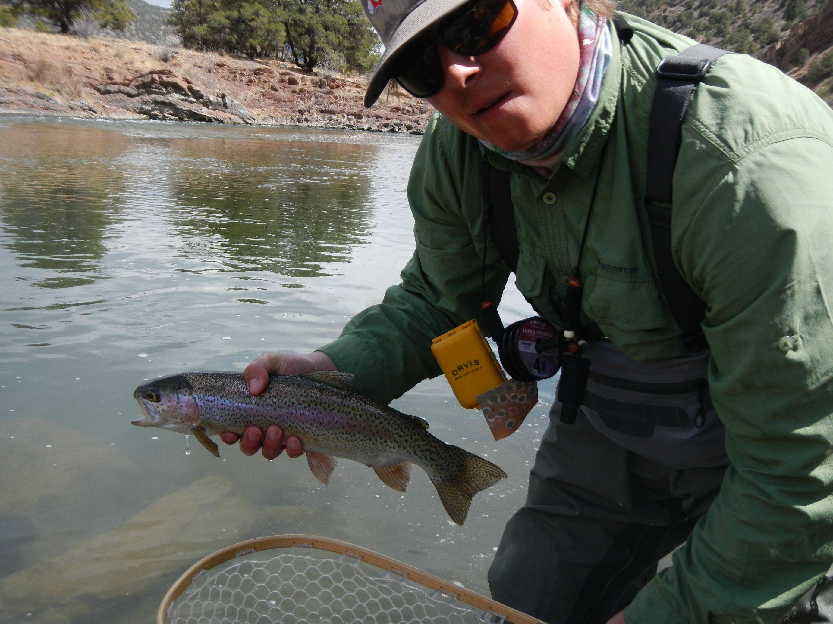 Rainbow from the Ark