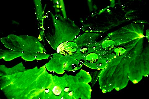 Rainy leaves (edited)
