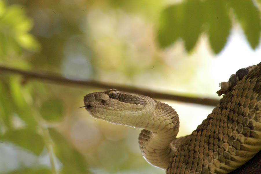rattlesnake2