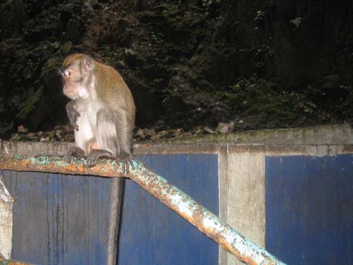 real rail gorilla steez