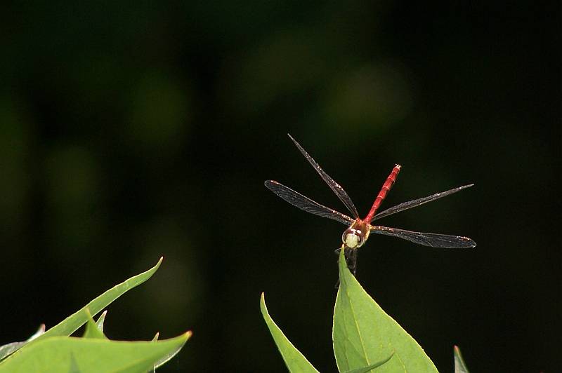 Red Dragon of the Garden.
