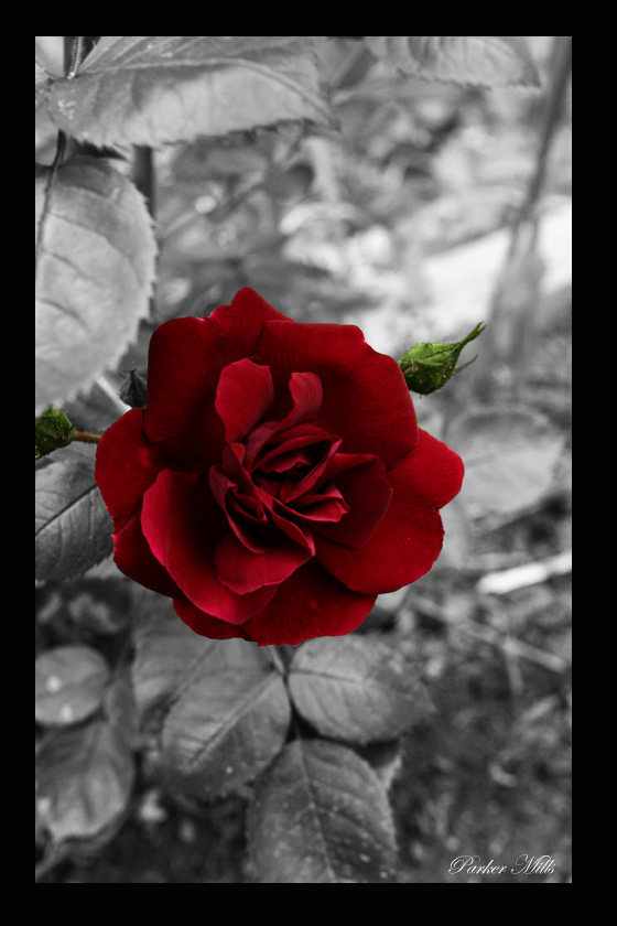 red rose