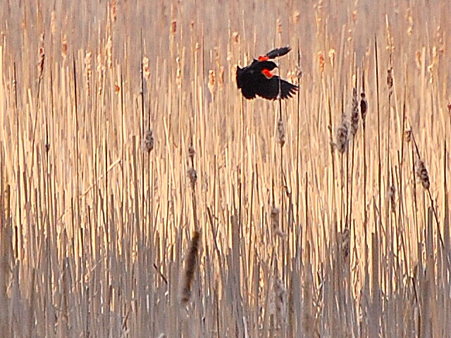 Red winged blackbird