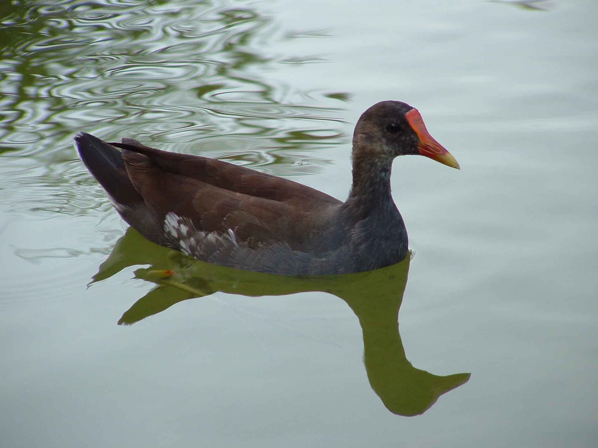 Reflextion of a Duck