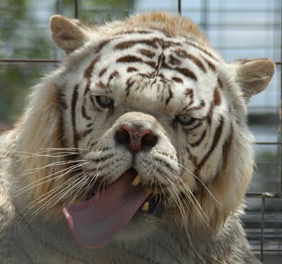 Retarded Tiger