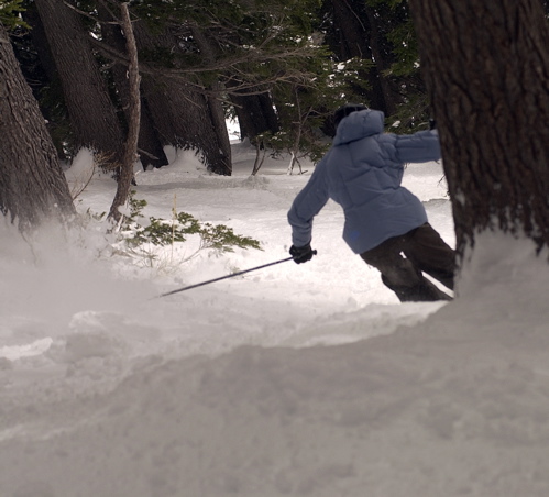 rippin through some trees