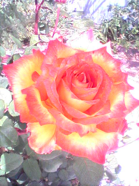 rose