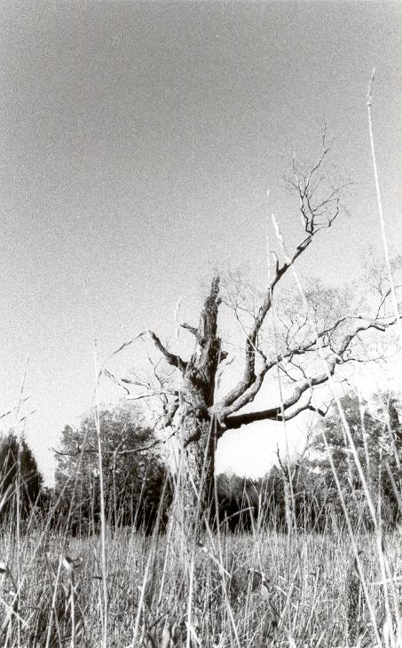 Rotting Tree in Long Grass