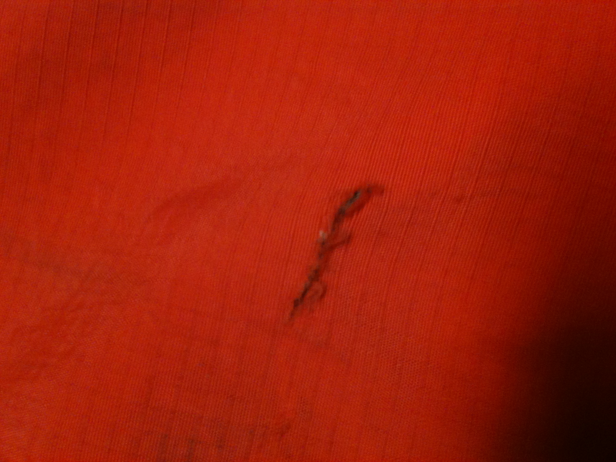 Saga large lobster rip