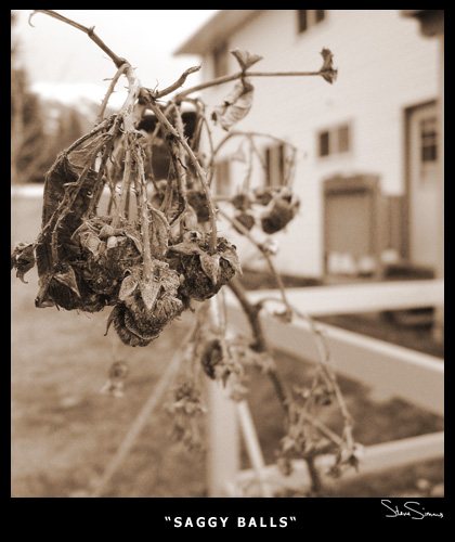 Saggy Balls
