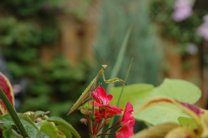 saw the mantis when i was outside before work this morning