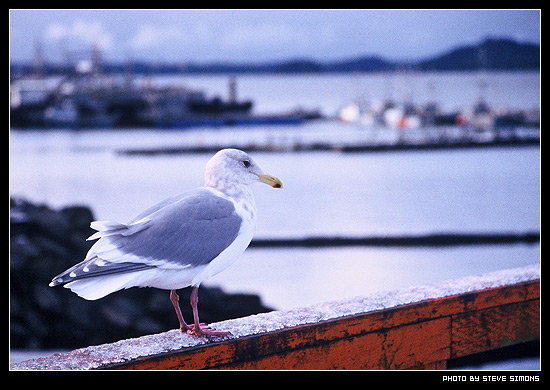 Seagull
