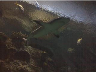 SHARK!!!!