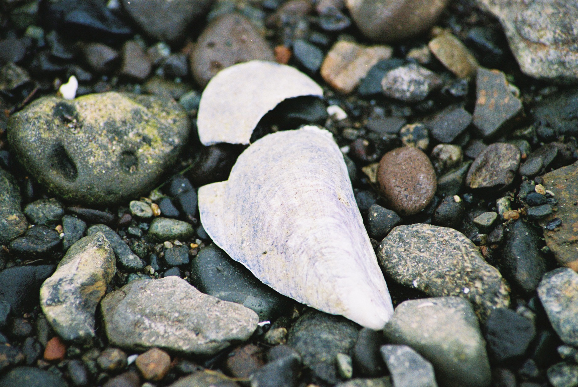 Shell
