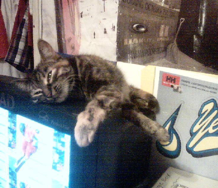 Sissy The Kitty Chillin