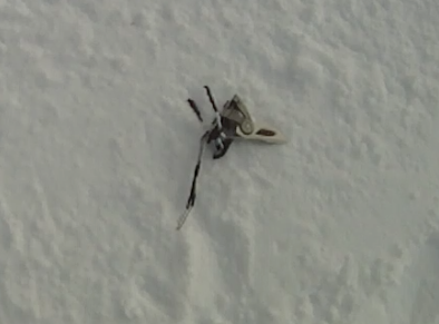 Ski Binding not on ski?