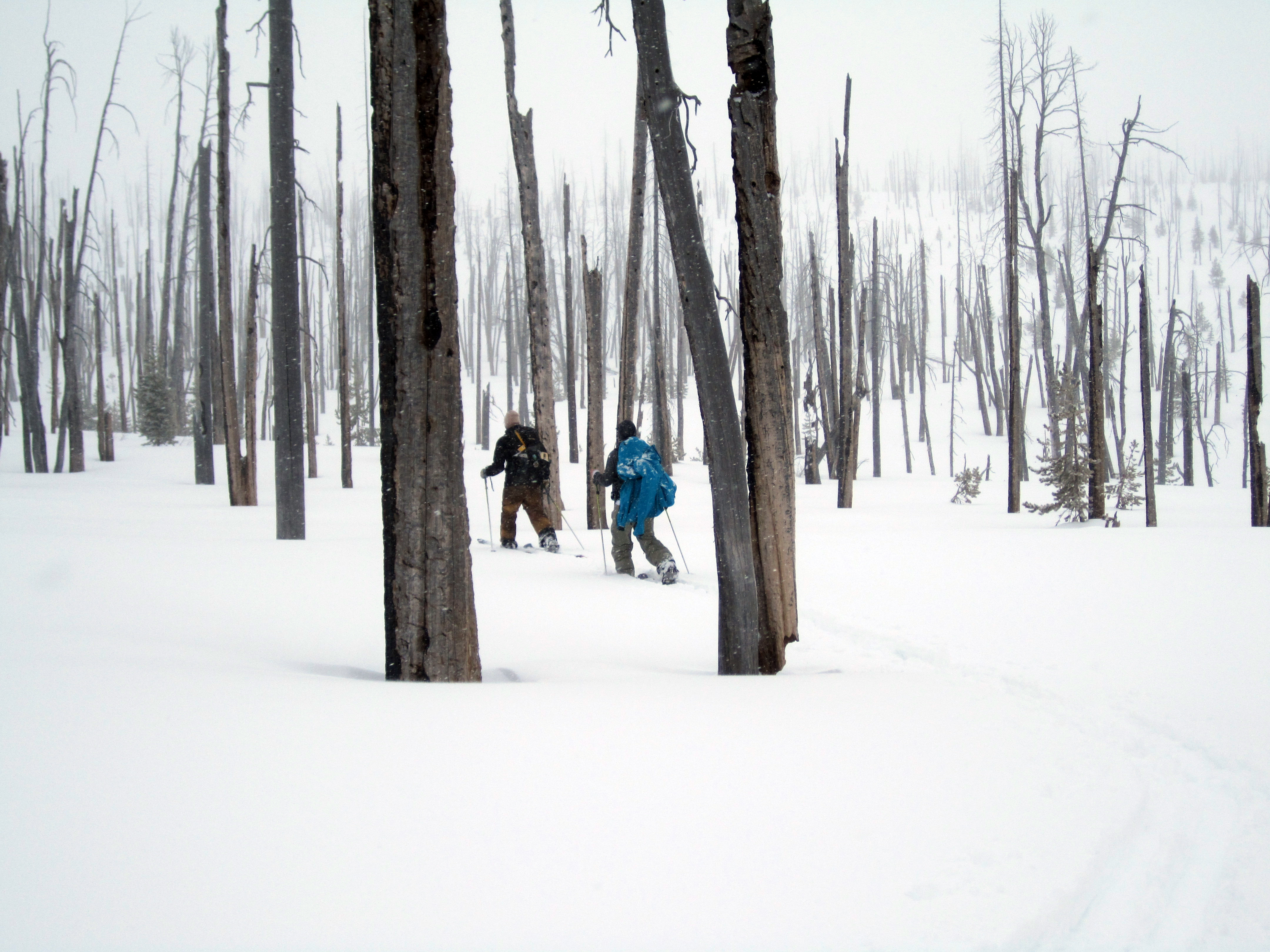 Skinning through a burnt forest