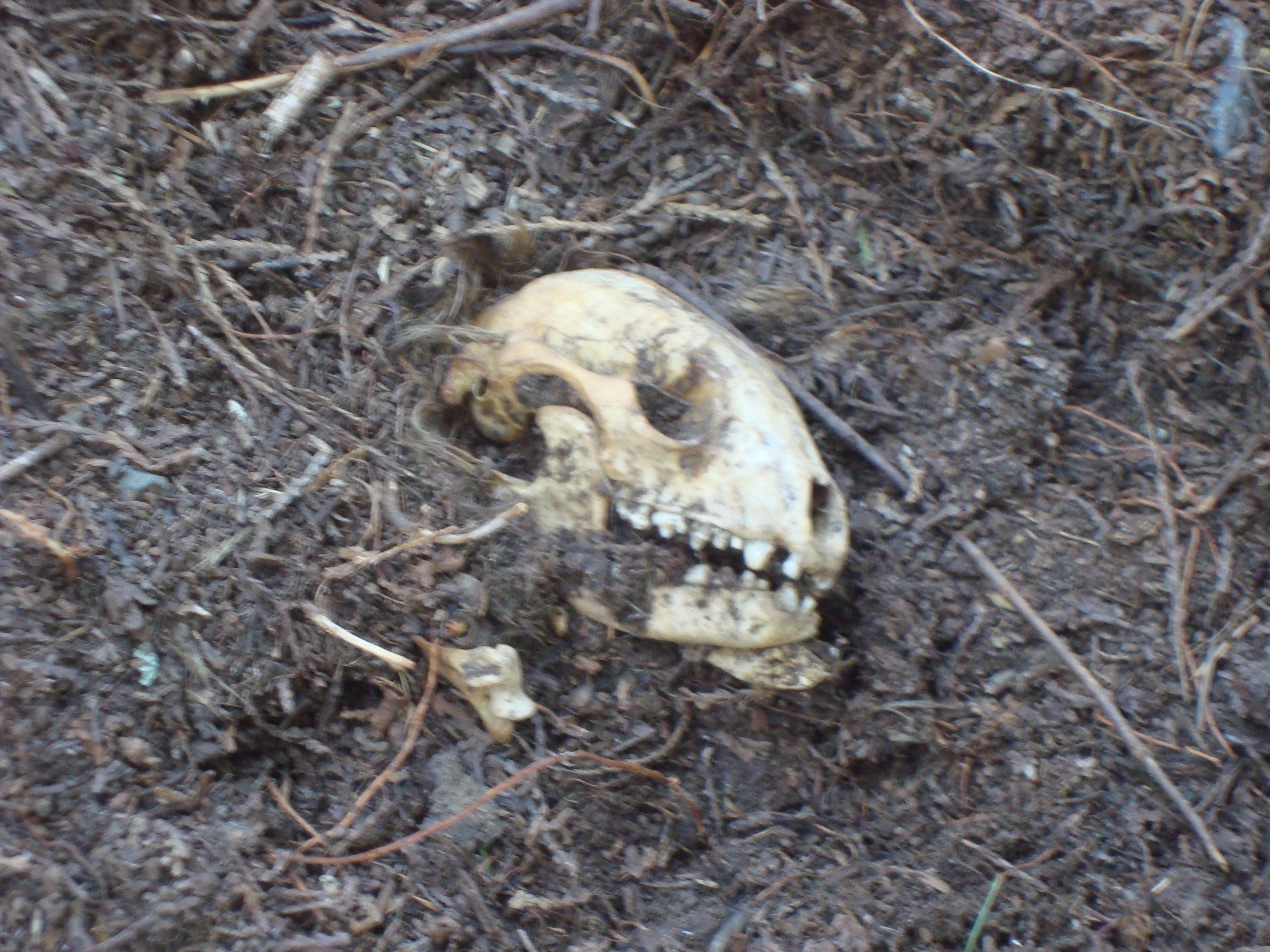 Skull
