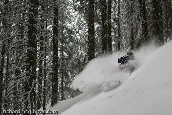 Skye Darden slashing some pow in the creepy trees in austria