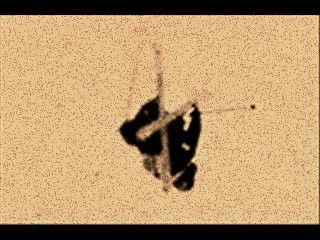 small pic of my boy charlie wilcox at US open