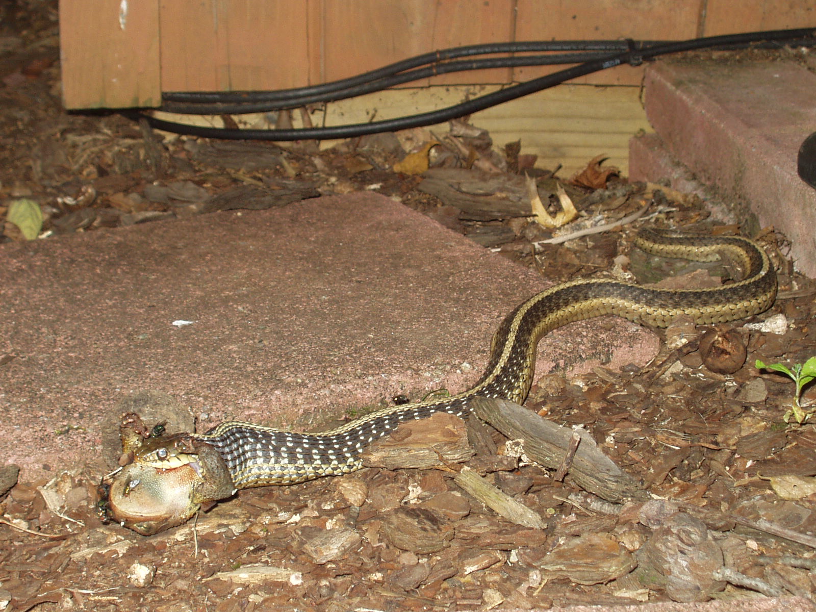 Snake eating frog - 1 of 2