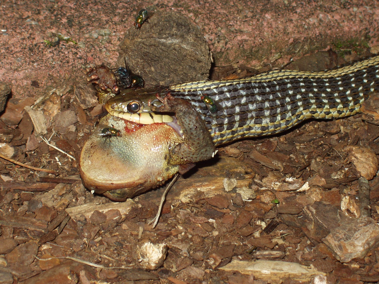 Snake eating frog - 2 of 2
