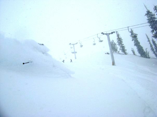 Snorkel Deep at the Bird