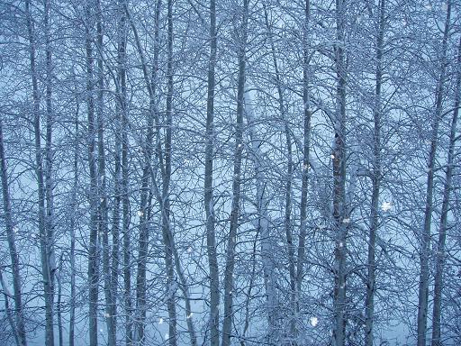 snow trees