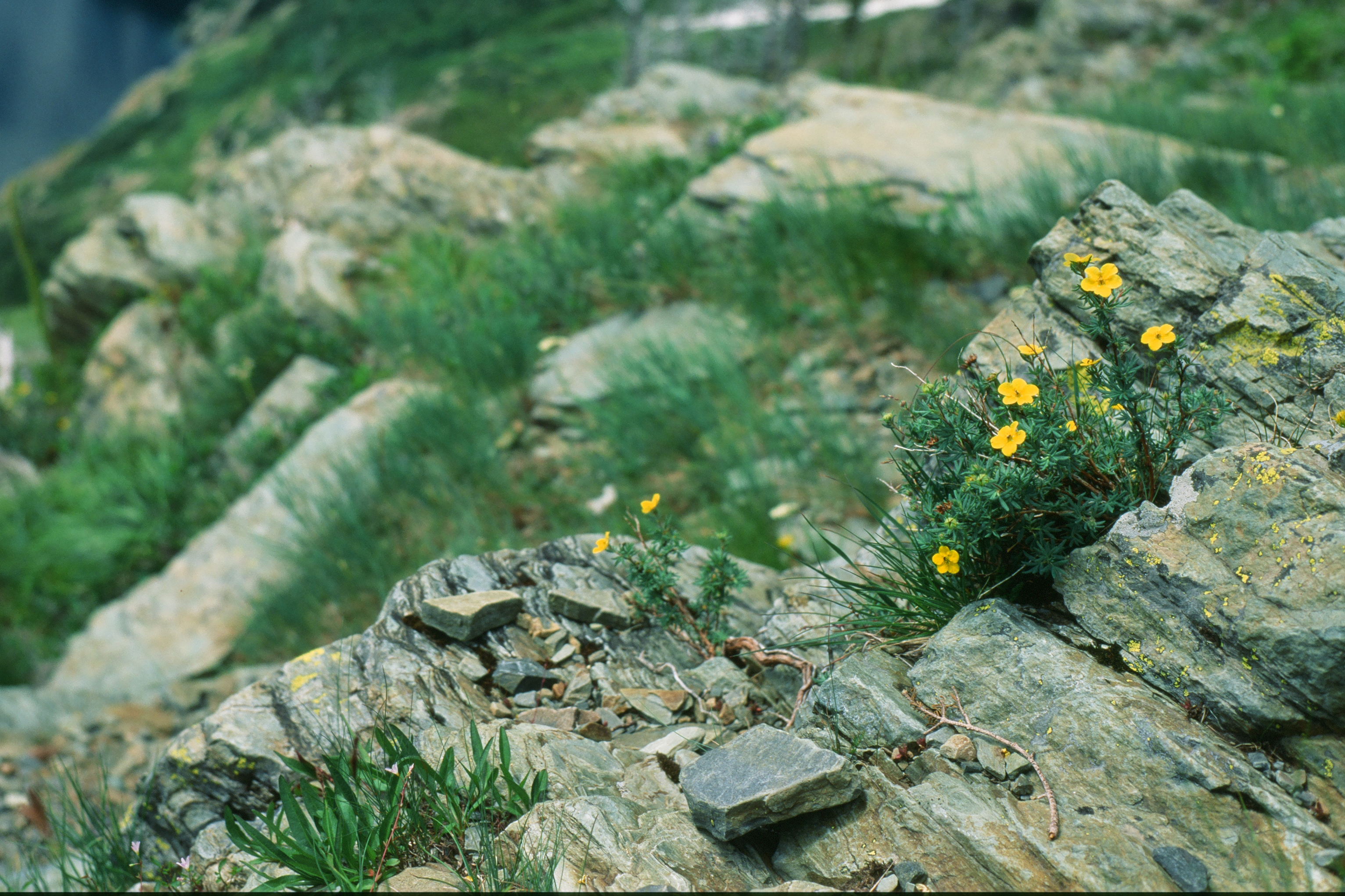 Snowshoe Peak Summer time