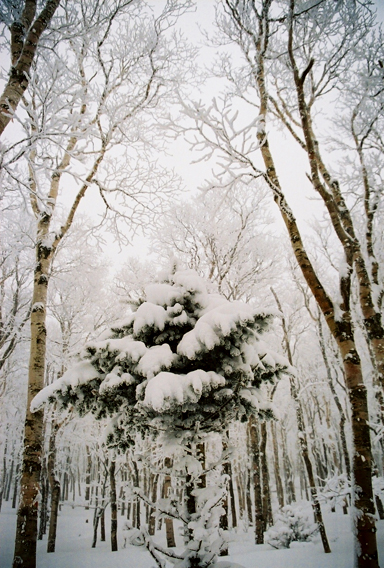 Snowy Trees