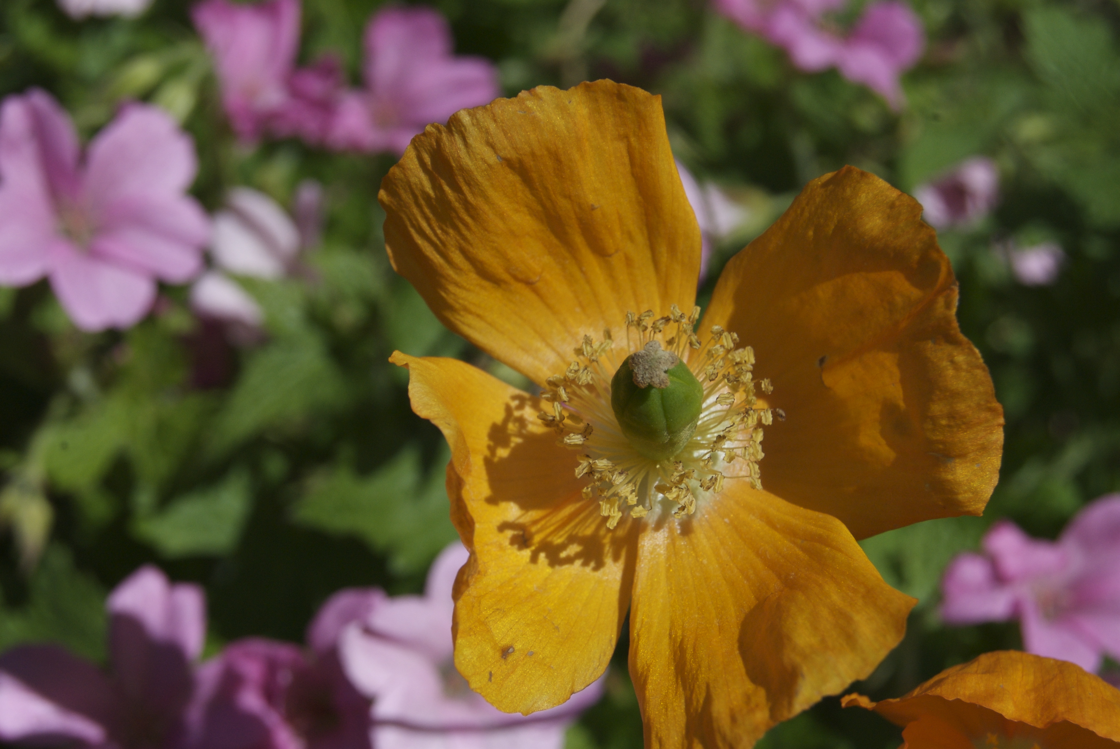 Some yellow flower i don't know the name of