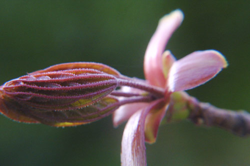 Sooper Macro (something in bloom)