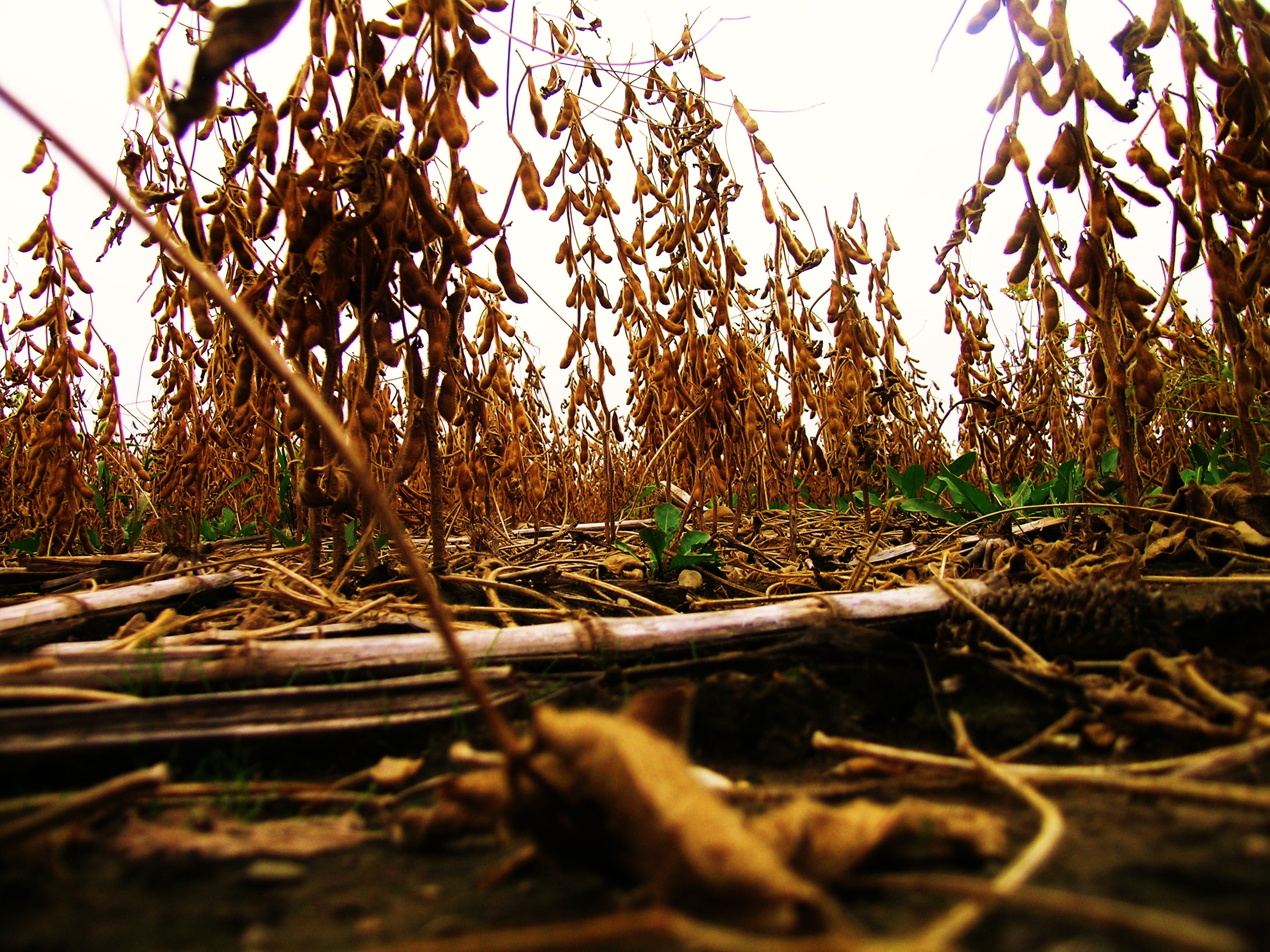 Soybeans