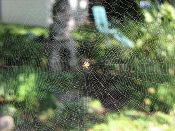Spiders Invade Quebec!