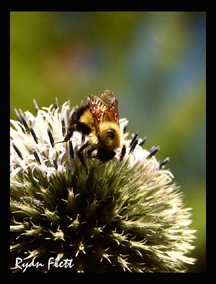 Spiked Bee