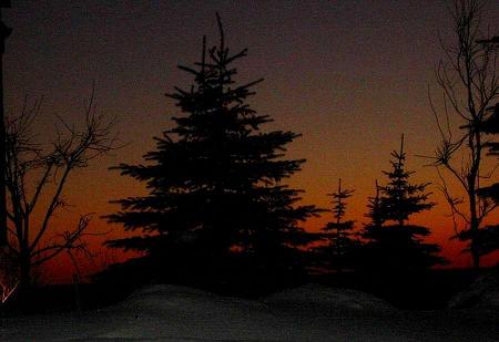 Spruce & Alaskan Sunset