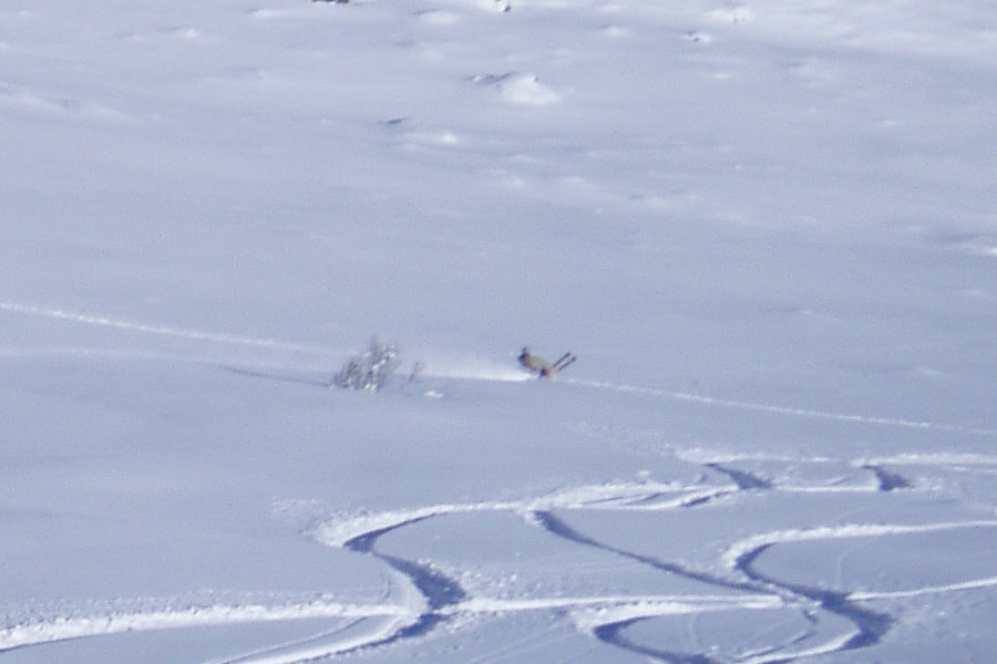 straight-line pow wheelie