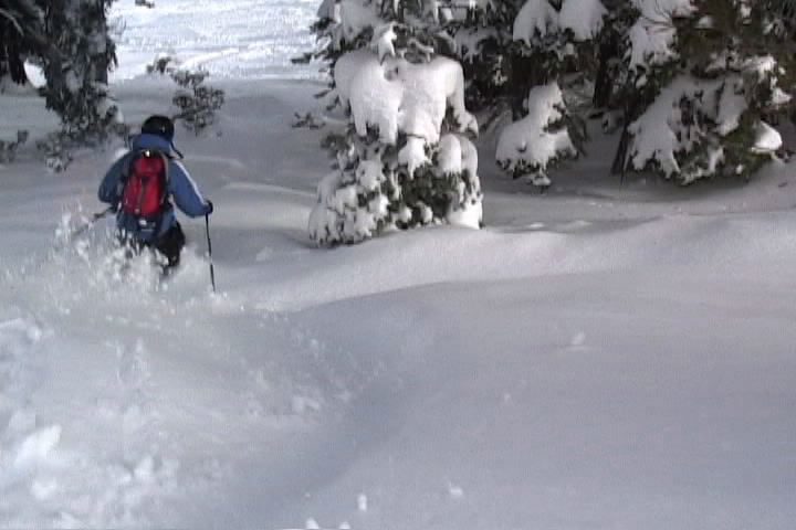 Straightline through trees