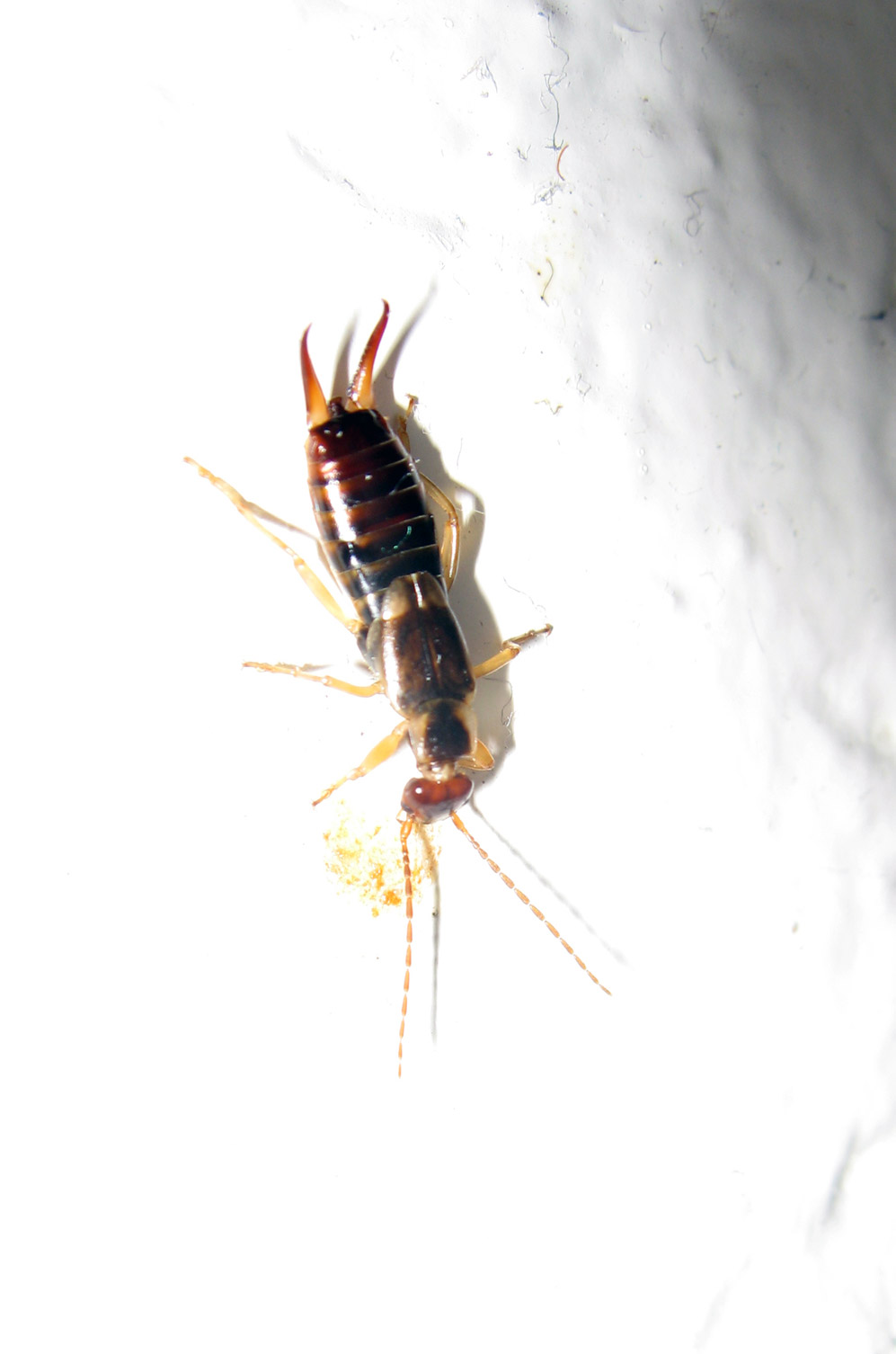 Such a cute little guy...