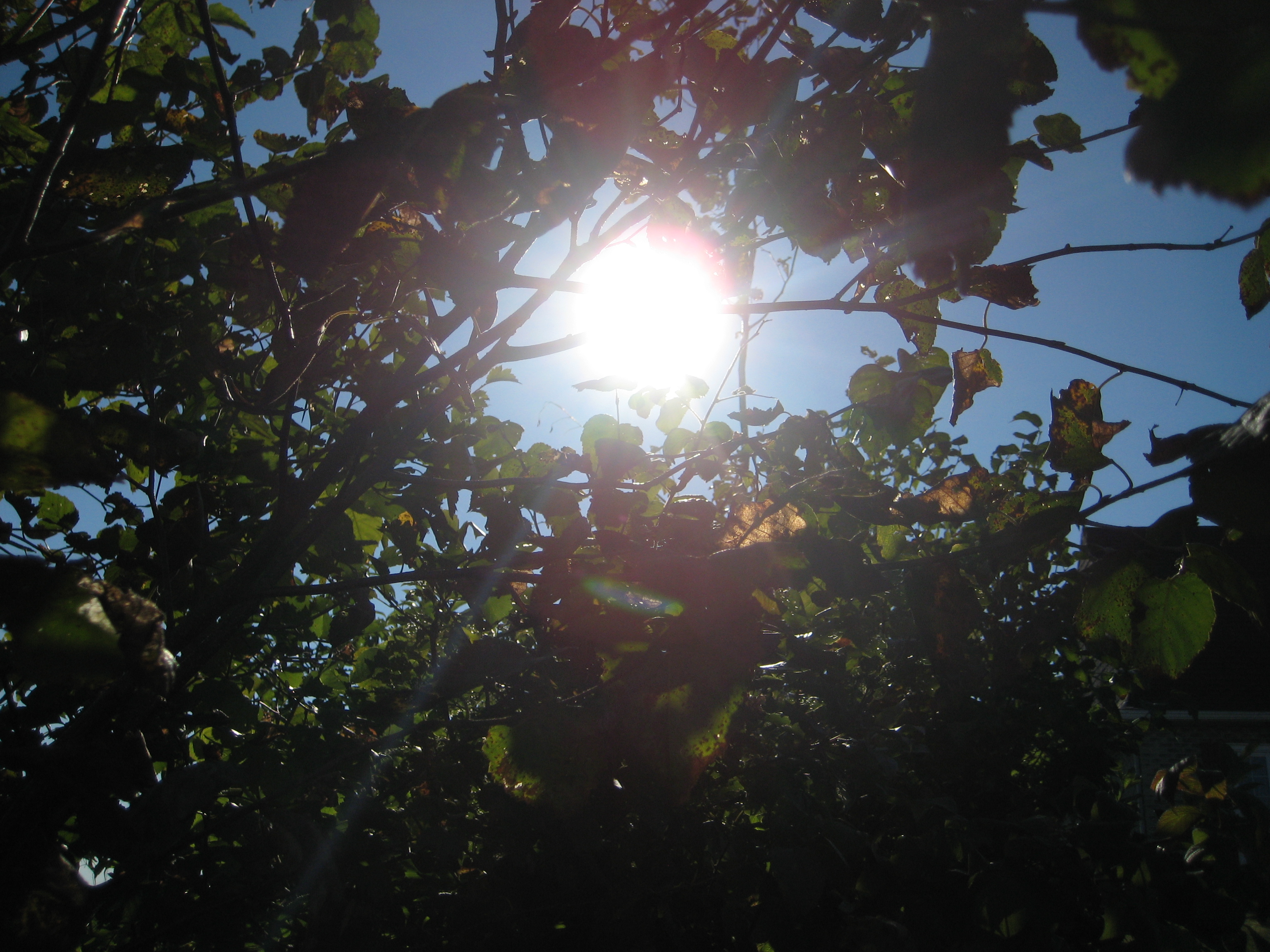 Sun in the leaf