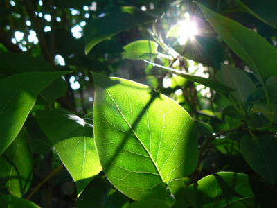 Sun through leaves