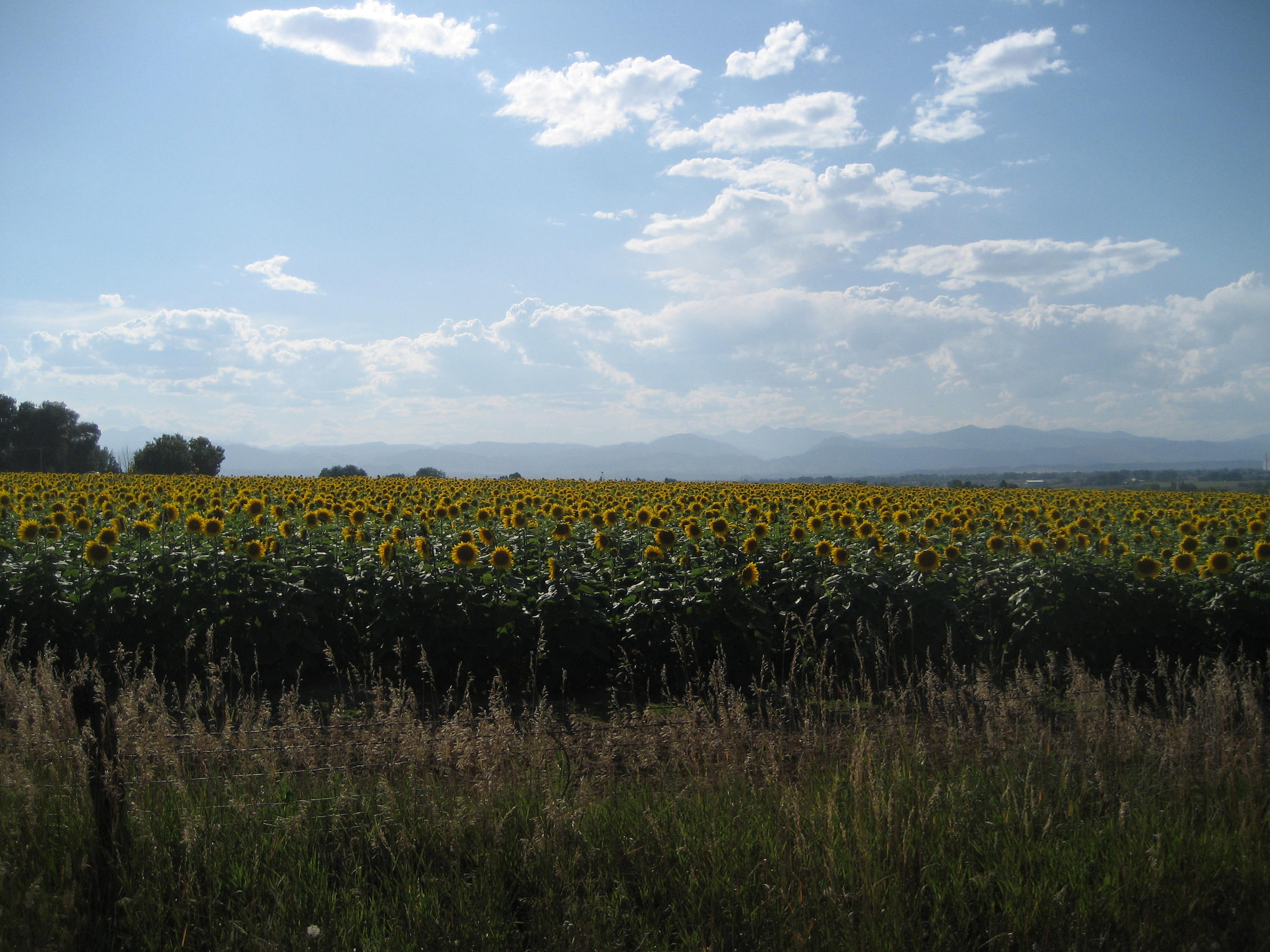 Sunflowers outside of Fort Collins