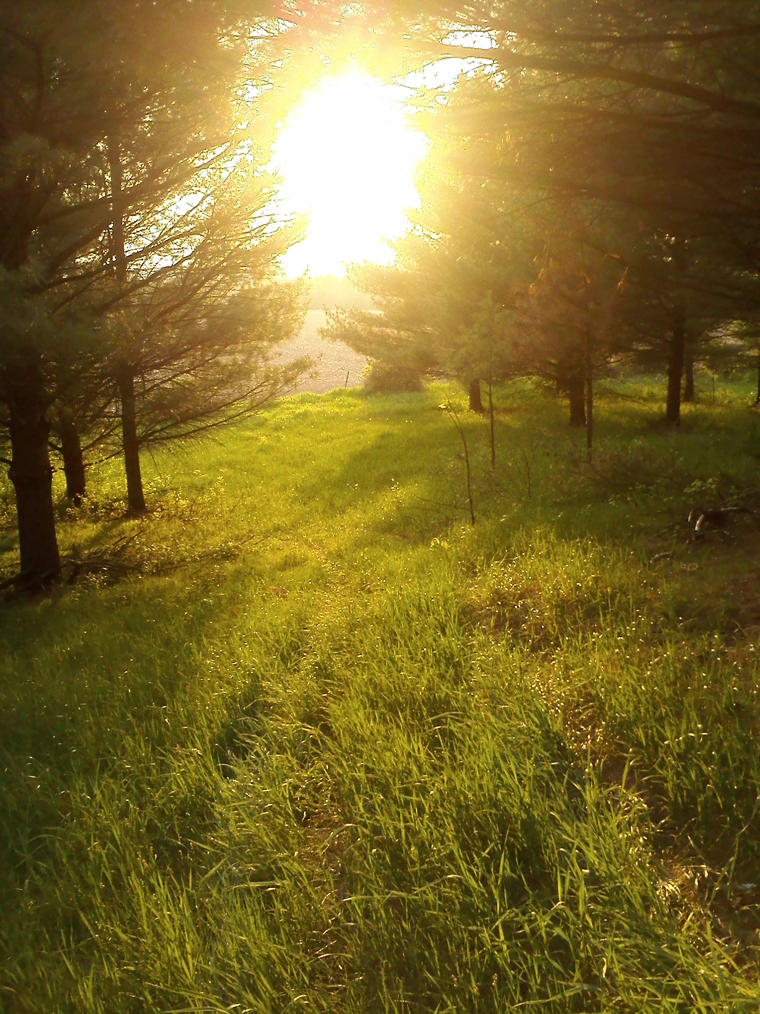 Sunset through the woods