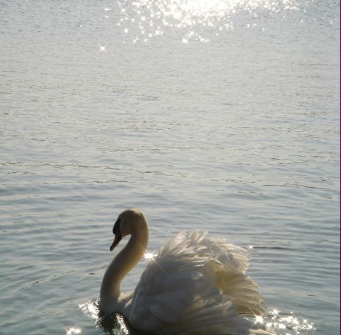 Swan, got screwed up when a resized it grrr