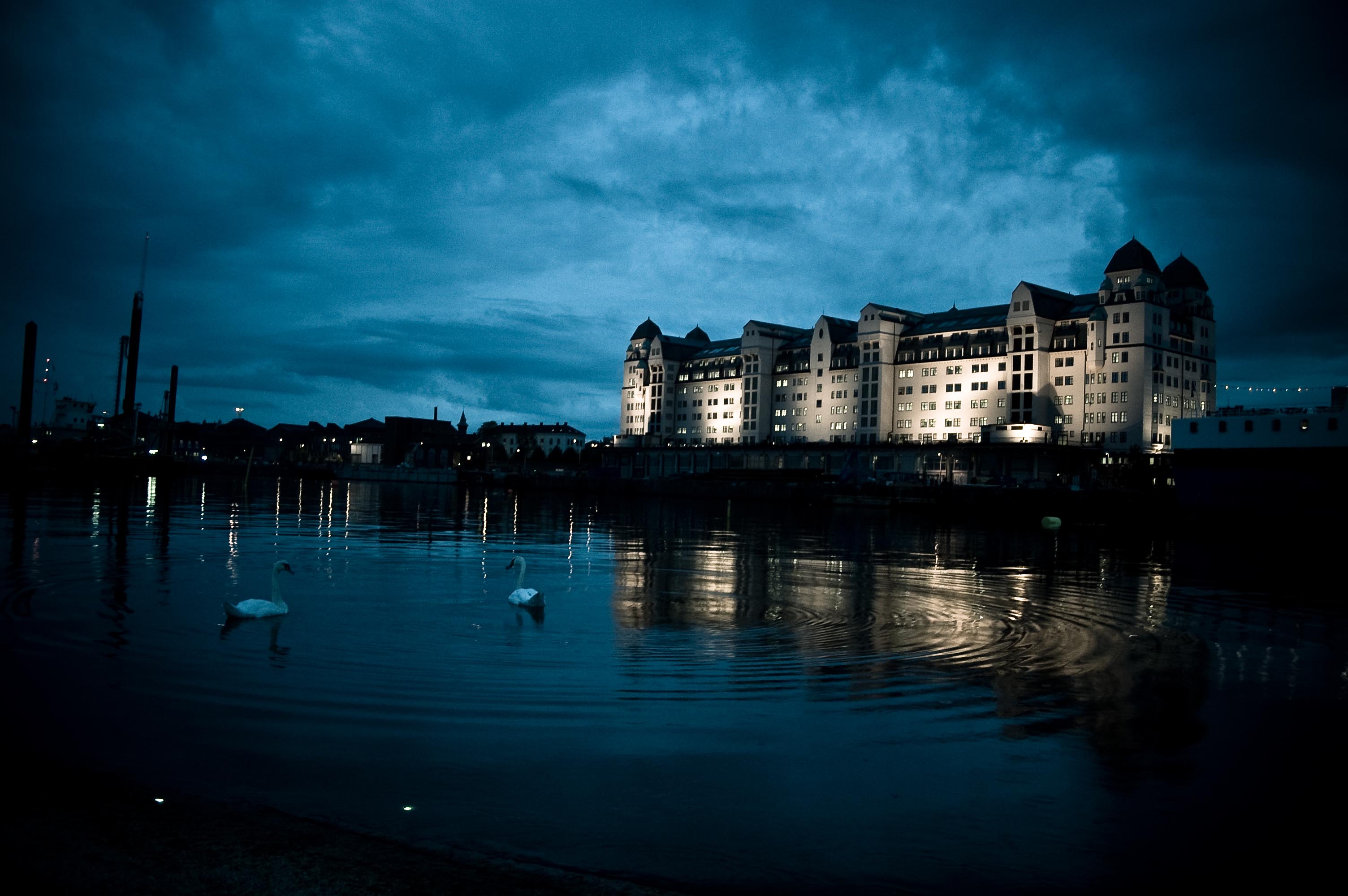 Swans in the city (good version)