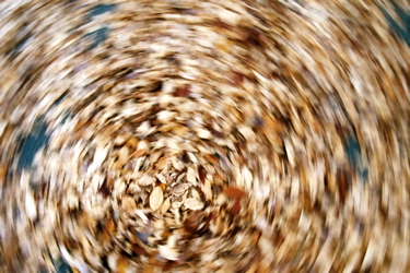 Swirling Leaves
