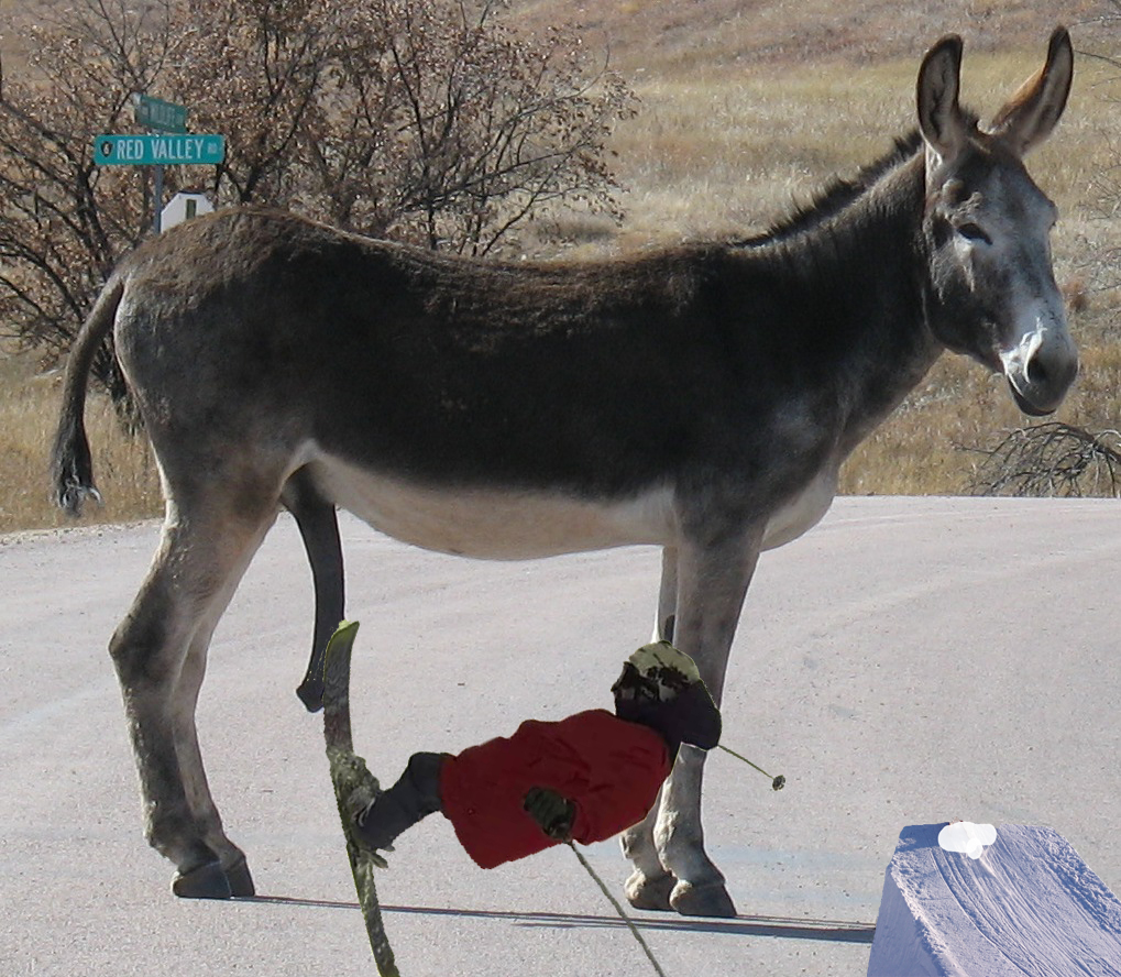 tapping donkey dicks