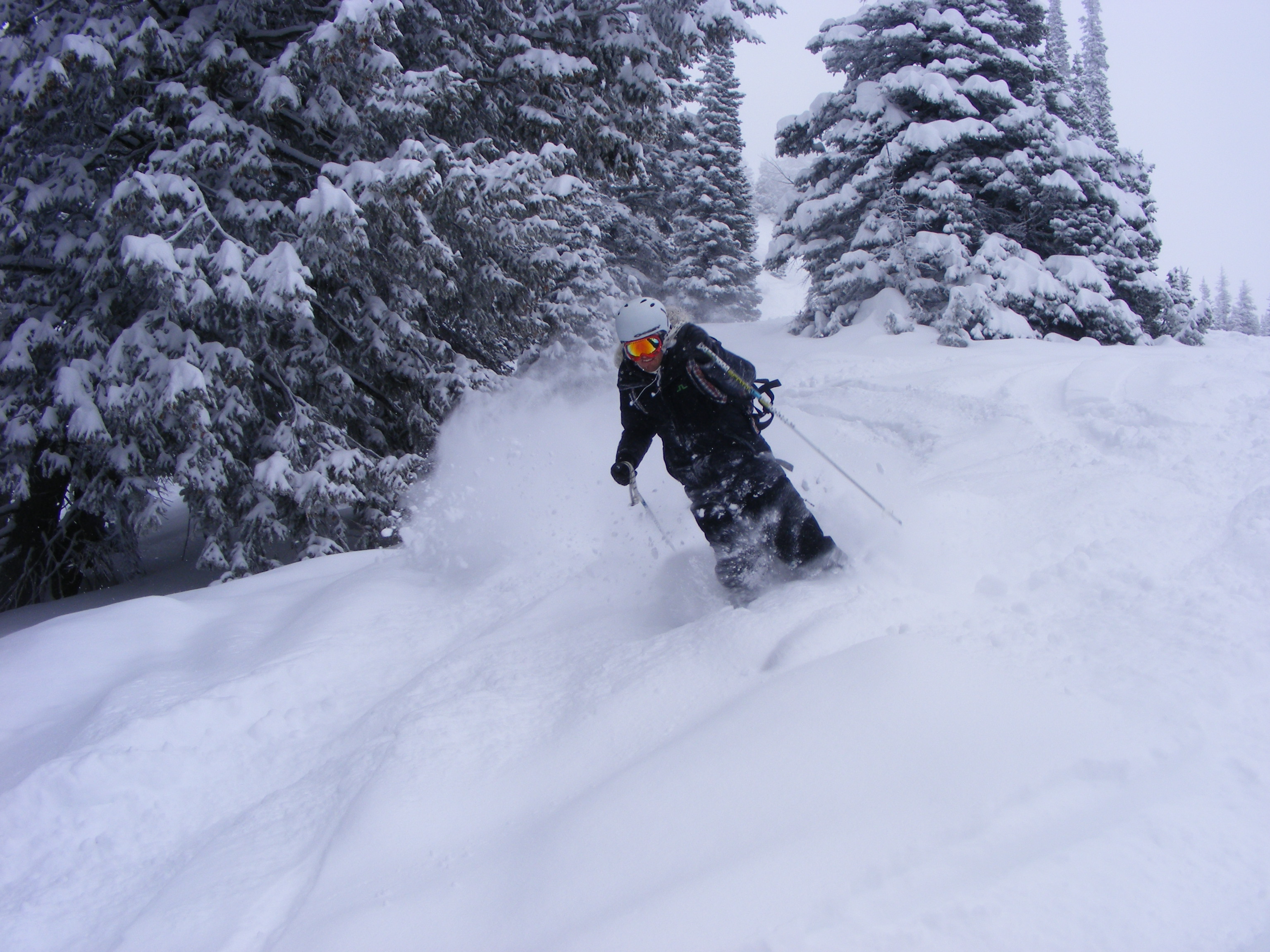 Targhee powder