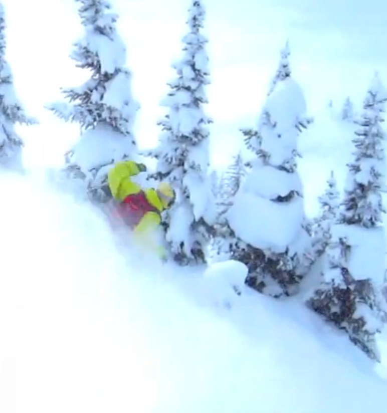 targhee trees